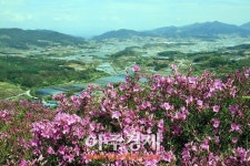 남원 아영 봉화산철쭉제 7일 개최