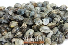 보령시, 청정 섬에서 명품바지락 출하 시작