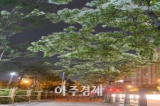 5월 무더위에 하얀 눈꽃 활짝