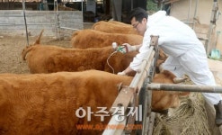 태안군, 18일부터 내달 5일까지 구제역 정기 예방접종 실시