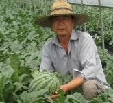 세종시‘맛찬동이 수박’29일 첫 출하