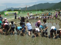 벼 모내기 실력은 우리학교가 으뜸이죠!