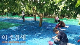 고성군 거류면사무소, 오디수확 돕기로 구슬땀