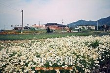 남원 지리산 허브밸리 허브체험관광농원 허브꽃 만발