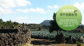 제주비트즙으로 유명한 제주청룡농원 콜라비 다이어트로 콜라병 몸매 만들어볼까