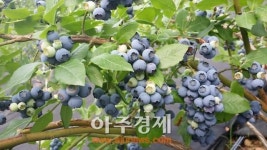 부여군, 맛도, 건강도 고품질 친환경 블루베리 생산