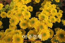 경기도농기원, 고온에 잘 자라는 국화 신품종 개발