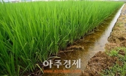 충남도 농업기술원 벼 이삭 패는 시기 최대 1주일 늦어질 듯