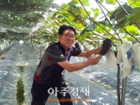 파주광탄 햇포도 수확