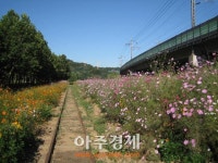[포토] 안산시수인선 협궤철로변 금빛 코스모스 만발