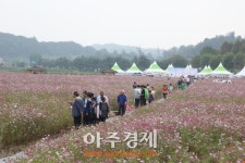 제6회 연천읍 코스모스둘레길 걷기 행사 성황리에 마쳐