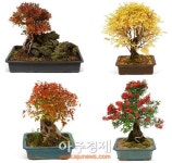 오구플라워와 함께하는 가을 데코
