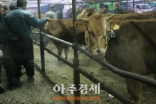 제33회 전남도 한우경진대회, 13일 곡성 개최