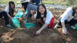김포농업기술센터, 어린이들과 꿀고구마 수확
