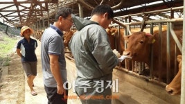 서천군, 한우후보씨수소, 충남 서천에서 나왔다