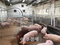 ‘유전능력 우수’ 외국산 씨돼지 도입
