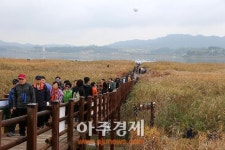 가을 달빛아래 낭만과 추억, 신성리 갈대밭에서