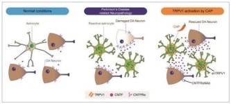 고추의 매운맛 내는 캡사이신, 파킨슨병 치료 효과