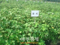 충남도 ‘지역 특산물’ 식용모시 우량품종 선발한다
