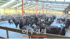 순창군, 흑염소 전략육성으로 주민 소득 창출