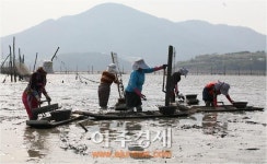 꼬막 주산지 벌교갯벌, 국내 3번째 갯벌도립공원 지정