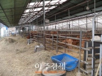 임실군, ‘한우 배내기 사업’ 추진