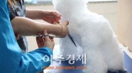 ‘정애견미용학원’, 애견미용 단기 속성반 눈길