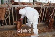 가축질병 없는 청정 남원 만들기 총력