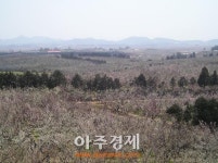 보해양조, 국내 최대 해남매실농원 무료개방