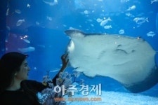 한화 아쿠아플라넷 제주, 봄맞이 이벤트 진행