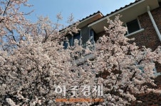 [AJU포토]  광양제철소 주택단지에 흐드러지게 핀 목련꽃 아래의 동심