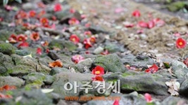 4월엔 꼭 걸으리…제주 한라산둘레길 동백길 구간
