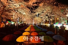 36만 그루 벚꽃의 향연…진해 군항제 1일 개막