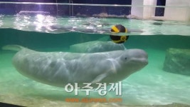 롯데월드 아쿠아리움, 벨루가 폐사 원인 규명 주력