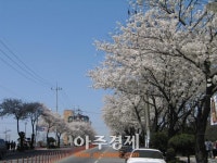 봄을 알리는 꽃향기 가득, 익산 벚꽃 명소