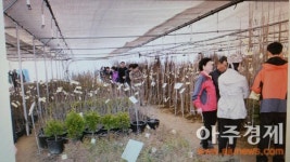 세종시, 전의조경수 묘목 전시판매장 큰 호응
