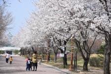 강원 춘천, 벚꽃 산수유 등 본격적인 봄 꽃의 향연 시작…개화시기 2~14일 빨라져
