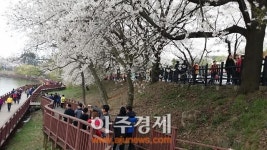 군산시, 은파호수공원, 화려한 벚꽃엔딩