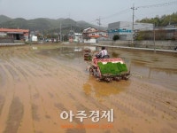광주시 곤지암읍 하오향리 마을 첫 모내기 열려