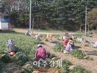 지금 청양은 맥문동 수확과 식재로 구슬땀