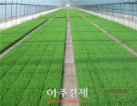 충남도 농가 공급 ‘벼 원종·우량종자’ 확보 박차