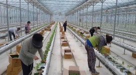 “세종시에서 처음으로 파프리카 재배된다”