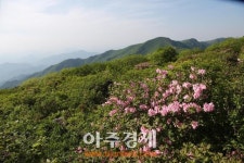 봄의 끝자락, 철쭉 보러 소백산으로 떠나자