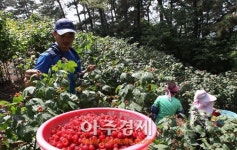 ‘포항 장기산딸기’, 영남권 이마트 전 매장에서 판매