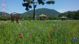 인천대공원에서 야생초화와 함께 힐링 산책하세요