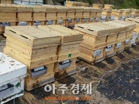 진안군, 고부가가치 양봉산업 집중 육성