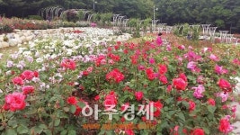 안산시 노적봉공원 ‘장미꽃’ 활짝 피어