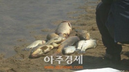 광산구 풍영정천 물고기 떼죽음 ‘유독물질’없어