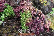 한라산, 지구상 가장 키 작은나무 돌매화 꽃 피워