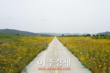 <포토>부여군, 백마강 둔치 야생화단지 장관